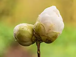 Flower bud.