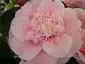 'Bernhard Lauterbach'