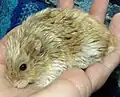 Argente satin colouration