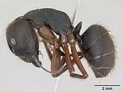 Lateral view