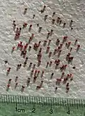Seeds