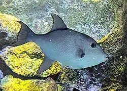 An ocean triggerfish, Canthidermis sufflamen, on display at the New England Aquarium in October 2023. This is a gray, oval-shaped fish, typically between 10-18" in length, with a distinctive black spot at the base of its pectoral fin.