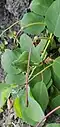 Flower buds. Tamuning, Guam