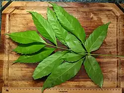 Under side of leaf