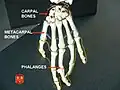 Phalanges.