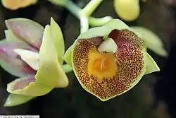 Catasetum Orchidglade II