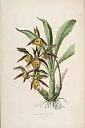 1838 illustration
