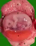 Opened uterus with cat fetus in midgestation: 1 umbilicus, 2 amniotic sac (chorion and amnion), 3 allantois, 4 yolk sac, 5 developing marginal hematoma, 6 maternal part of placenta (endometrium)