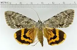 Catocala habilis habilis underwing