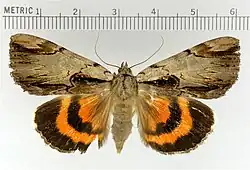 Catocala ultronia dark red underwing