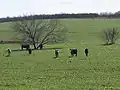 Cattle grazing off Texas State Highway 97 southwest of Charlotte
