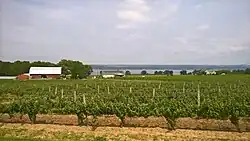 Cayuga Ridge Estate Winery (foreground) and Cayuga Lake (background) as seen from State Route 89