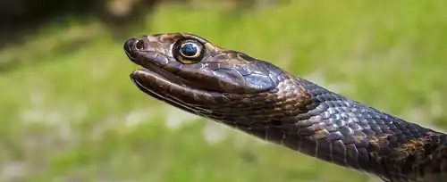 Head of an eastern coachwhip (M. f. flagellum), Florida