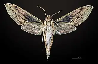 Male Cechenena lineosa, underside