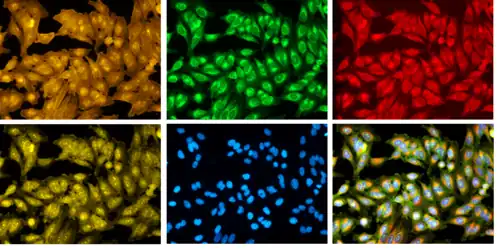Cell painting, a high-content image-based assay for morphological profiling using multiplexed fluorescent dyes