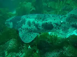 A wild Australian swellshark