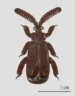 Cerapterus pilipennis - Zambia