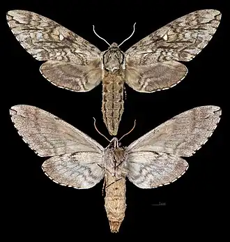 Ceratomia undulosa