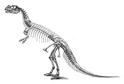 Original skeletal reconstruction by Othniel Charles Marsh, 1892