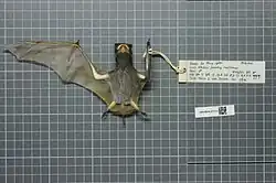 Preserved brown bat