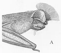 Drawing of bat