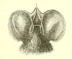 Drawing of bat head