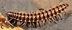A striped millipede crawls on the ground