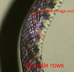 Chart 9 - Scales in 19 distinct rows