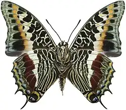 C. castor Male ventral, from the Central African Republic