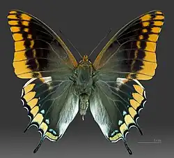 C. jasius. Roquebrun, France. Male Upperside