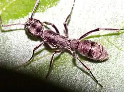 Diacamma rugosum