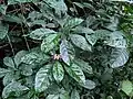 Chassalia curviflora at Kalasamala, Thrissur