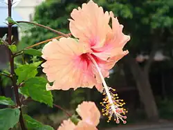 Hibiscus 'Madeline Champion'