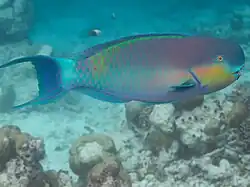 Male
