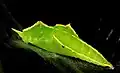 Chrysalis