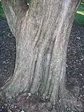 Trunk