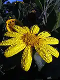 Osteospermum moniliferum