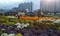 Masan Gagopa Chrysanthemum Festival