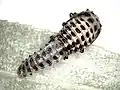pupa
