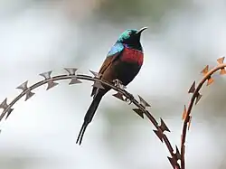 sunbird with brown body, green head and mantle, purplish throat, and orange-red breast