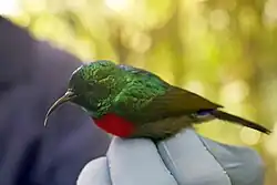 sunbird with green upperparts, brown wings, red chest, and whitish underparts