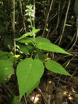 Colour photograph of a Circaea cordata plant with large green leaves and small white flowers