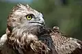 Short-toed Eagle.