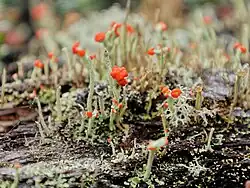 Close-up of British soldier lichen with green branching structures and bright red tips, growing on wood