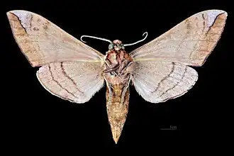 Underside of male