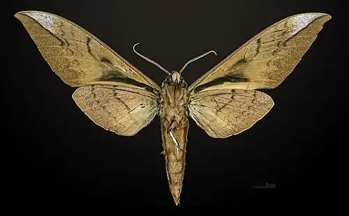 Male ventral view