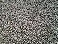 Close-up for Vengurla Cashews spread out for drying