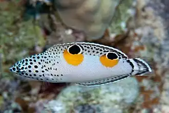 Juvenile