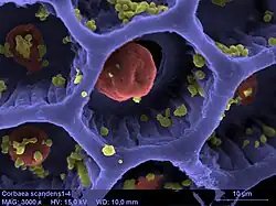 The same after semi-automatic coloring. Arbitrary colors help identifying the various elements of the structure.