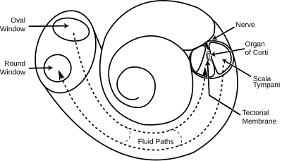 Cochlea